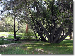 East arboretum