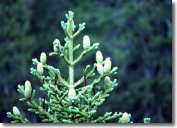 Red fir with cones