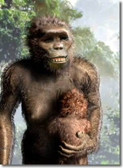 Australopithecus afarensis