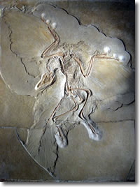 Archaeopteryx. Photo credit: H. Raab