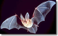 Big Eared Townsends bat. Photo credit: Nevada Bureau of Land Management