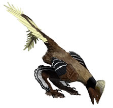 Feathered troodontid dinosaur. Photo credit: Matt Martyniuk
