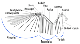Bird wing structure