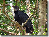 Black vulture. Photo credit: D. Gordon E. Robertson