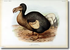 Dodo bird. Photo credit: Frederick William Frohawk