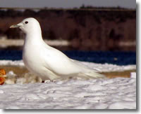 Ivory gull. Photo credit: Will Sweet