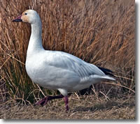 Lesser snow goose. Photo credit: Alan D. Wilson