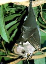 Hammerhead bat