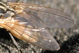 Housefly wing