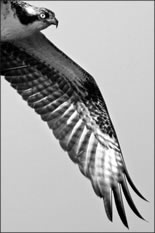 Osprey wing