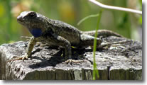 Sceloporus Occidentalis