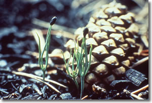 Lodgepople pine seedlings