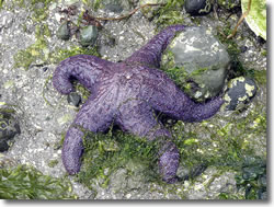 Ochre sea star (photo by Gordon E. Roberson)