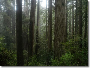 Coastal redwoods