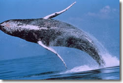 Blue whale