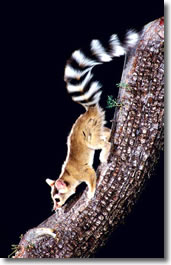 Ringtail