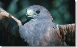 Swainson's Hawk. Photo by Mike Bradbury