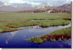 Tuolumne Meadows