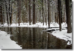 Yosemite mountain stream in winter