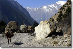 In Himalayas