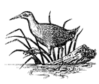 Drawing of bird