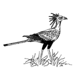 Drawing of bird