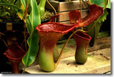 Nepenthes 'Peter D'Amato'