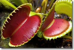 Venus flytrap