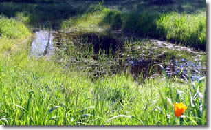 Vernal pool