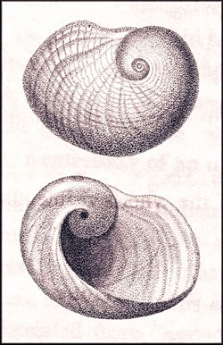 Shell drawing