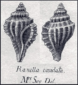 Shell drawing