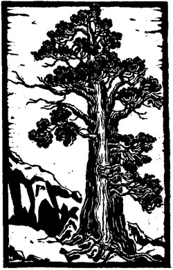 Hoss' Sierra juniper