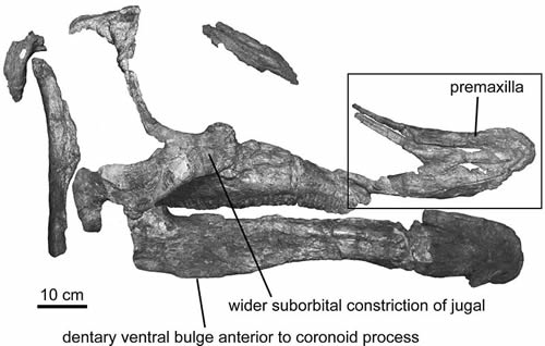 Fossil skull