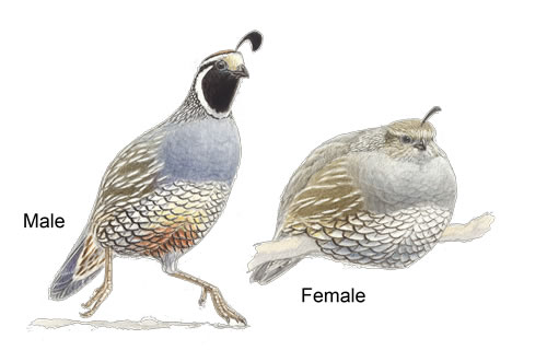 Male and female quail