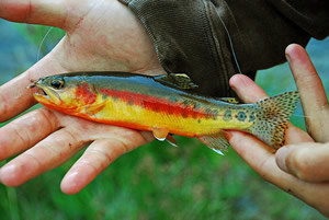 Young golden trout