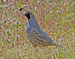 California quail