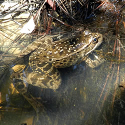 Red-legged frog