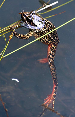 Red-legged frog