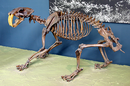 Smilodon californicus