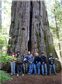 Students in front of sequoia