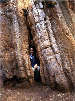 Inside a sequoia