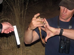 Red-legged frog length