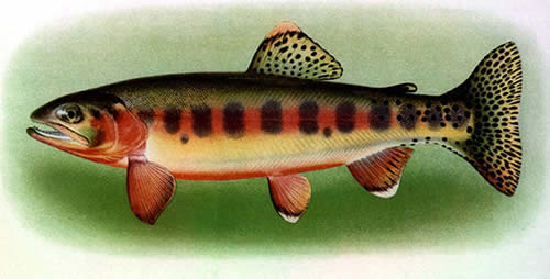 Golden trout