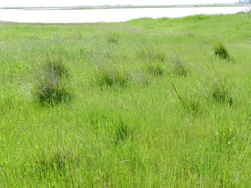 Needlegrass field