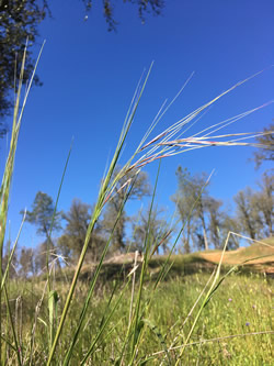 Needlegrass