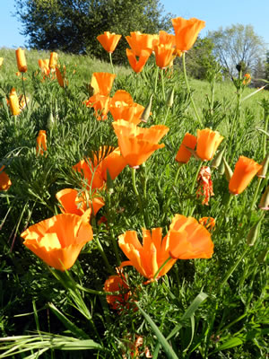 Poppies