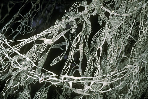 Ramalina menziesii