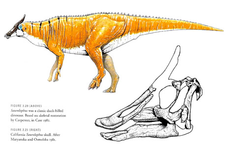 Saurolophus