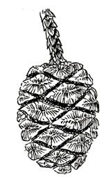 Sequoia cone drawing