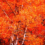 Fall foliage near Sonora Pass